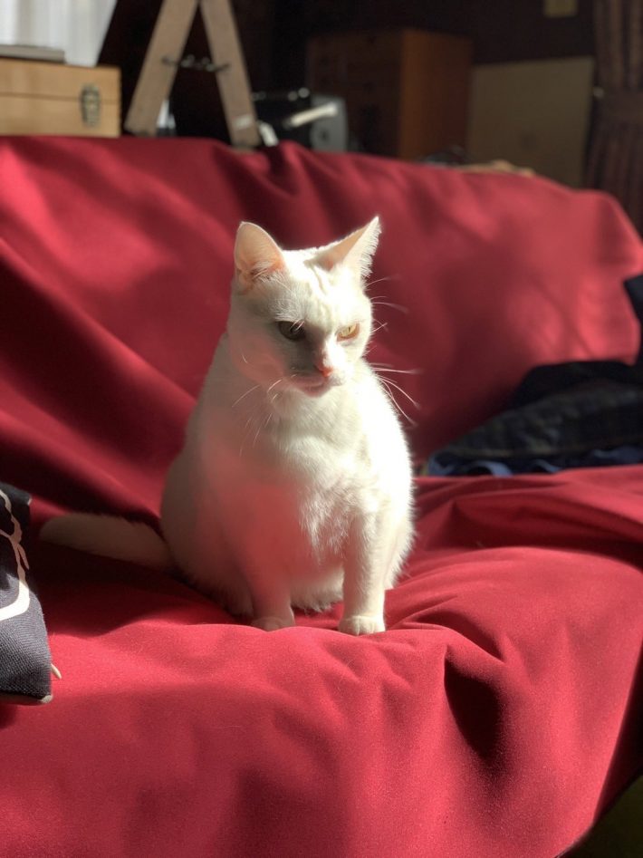 渋い顔と大きい体が特徴の猫、餅ちゃん