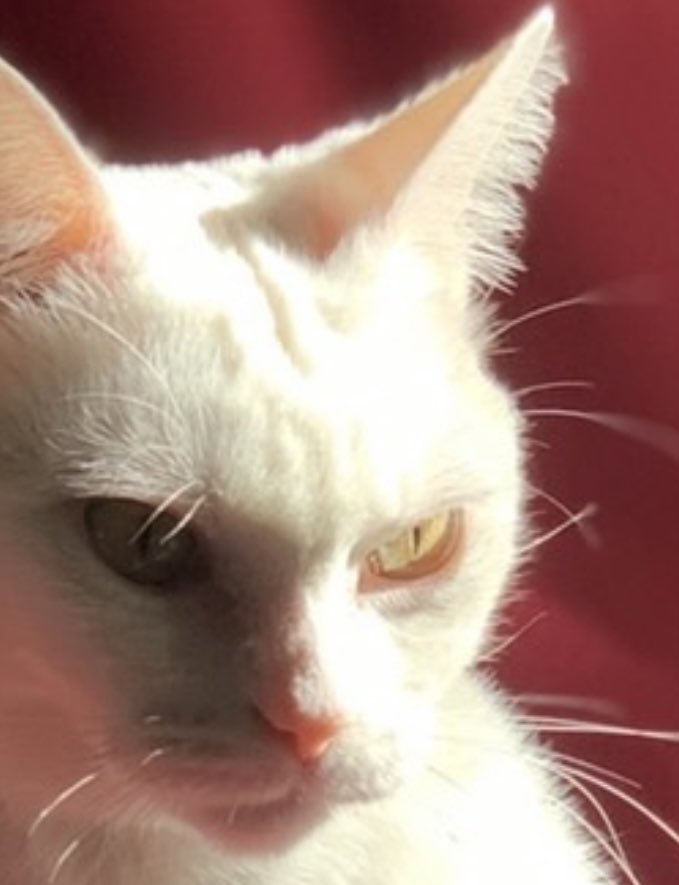 竹内さんのTwitterより引用