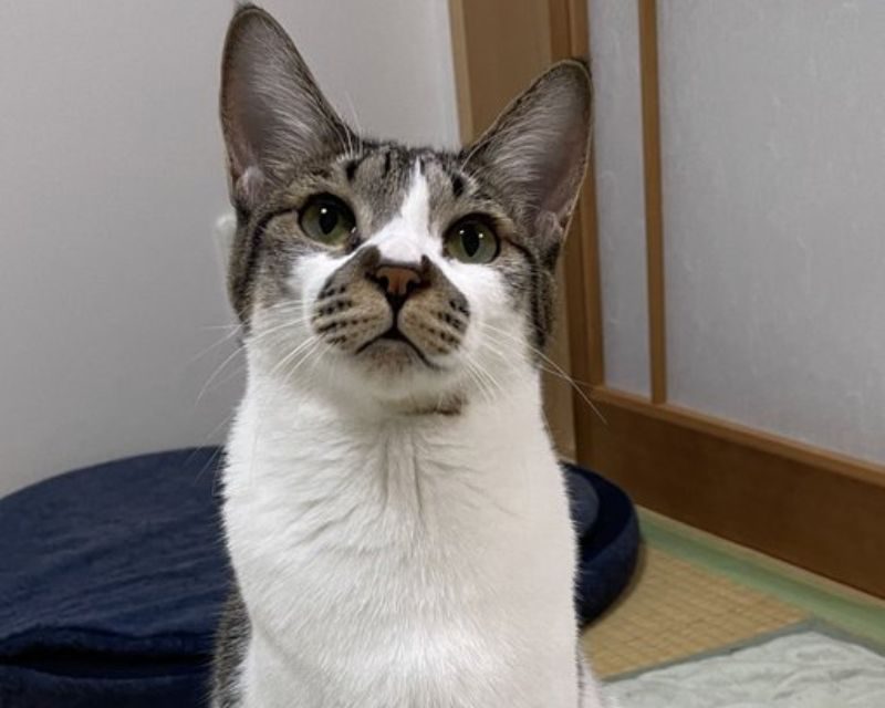 猫の顔に、“もう1匹の猫”がおる…！一度見たら忘れられない模様を持つ