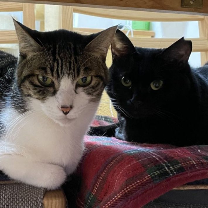 保護猫でんすけ