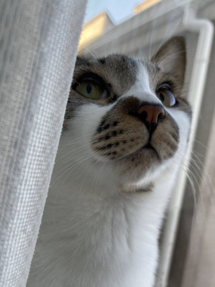 保護猫でんすけ