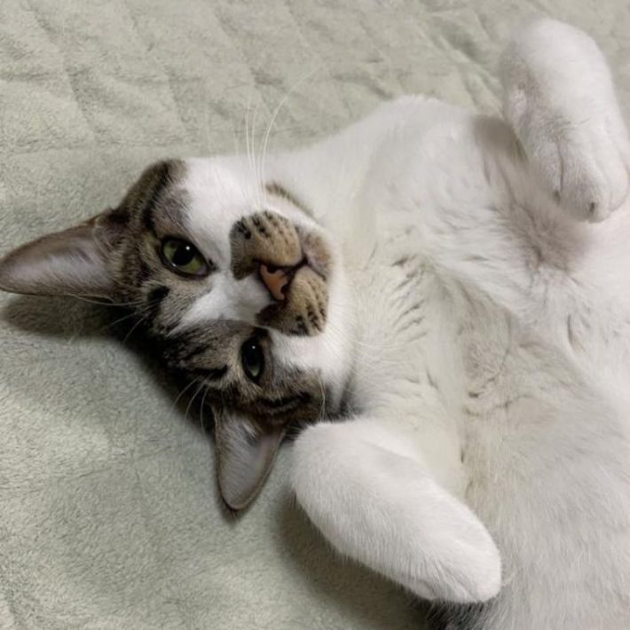 保護猫でんすけ