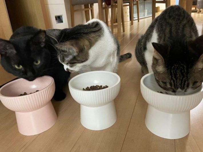 保護猫でんすけ