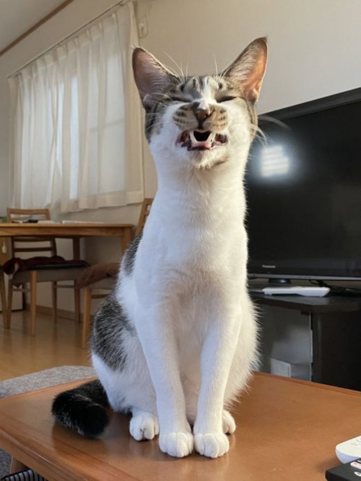 保護猫でんすけ