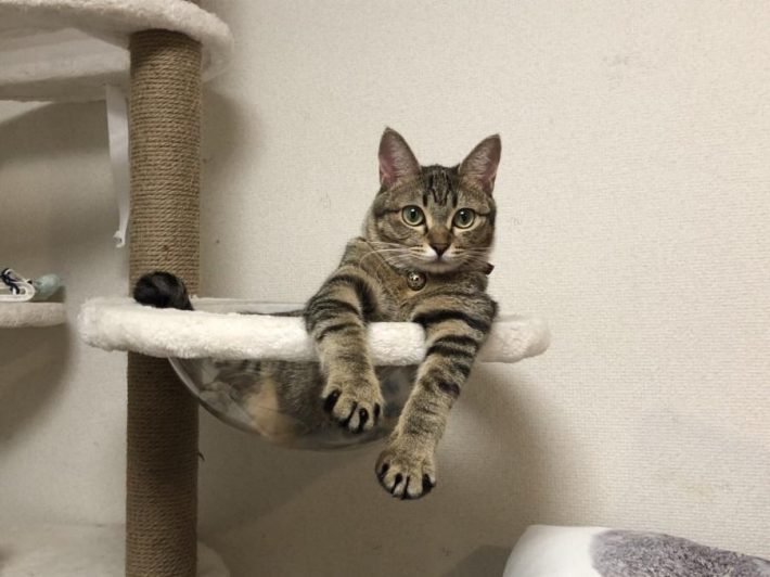 キャットタワーでくつろぎ中