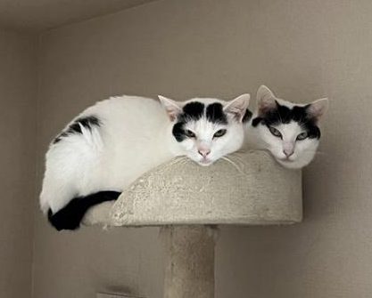 ケルベロスごっこ中