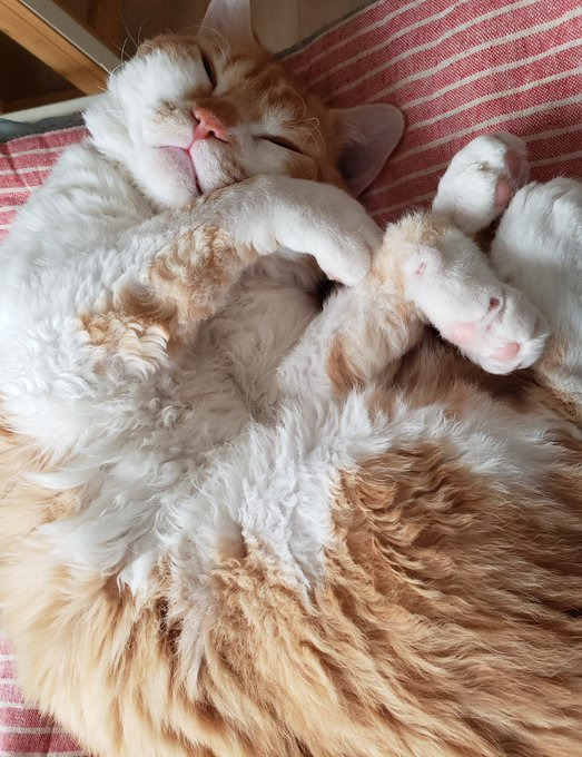 毛布と間違えるほどのもふもふ