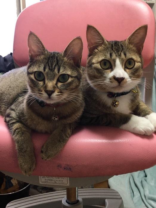 愛猫のこんぶちゃん（姉・左）と、もずくくん