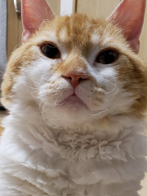 くるくるヒゲが可愛いもやしくん