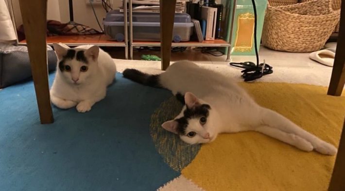 タイニイちゃん（左）とバブルスちゃん