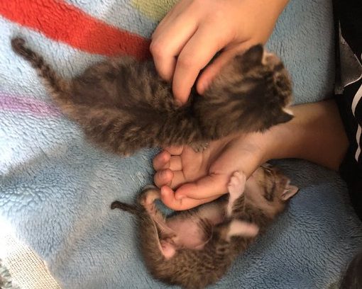 危険な状態で保護された2匹