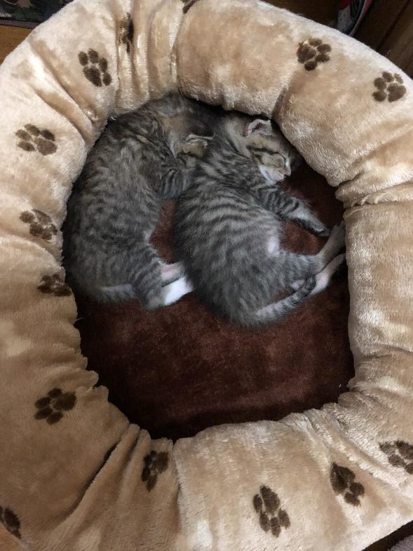 保護当時の子猫ちゃん