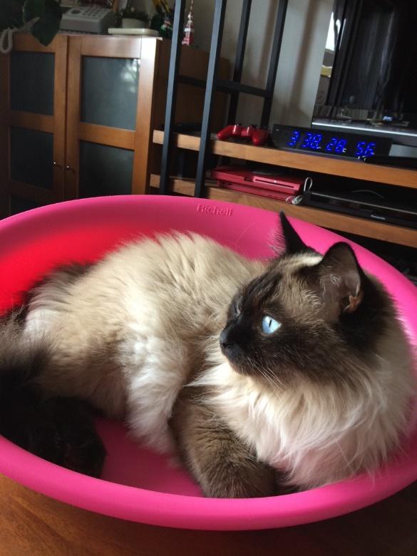 くつろぐボスくん