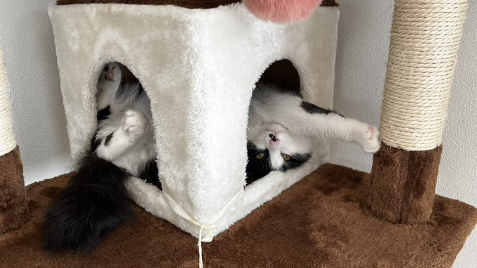 ぐにゃぐにゃの体勢でキャットタワーを満喫
