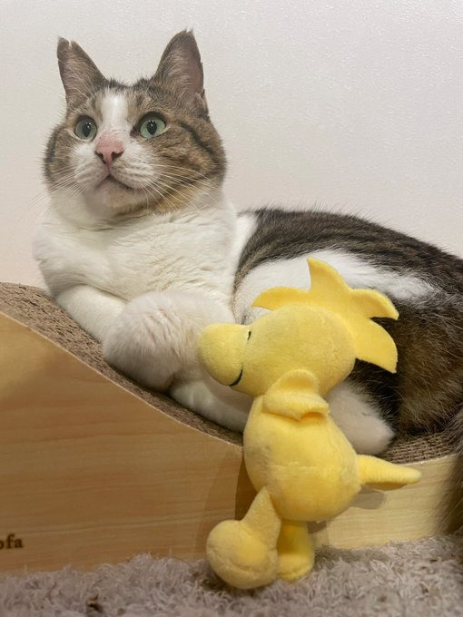 見た目とはギャップがあり、ハイトーンボイス