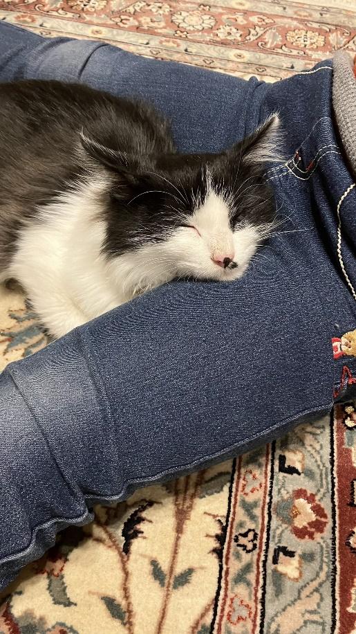 脚に顎を乗せてぐっすり