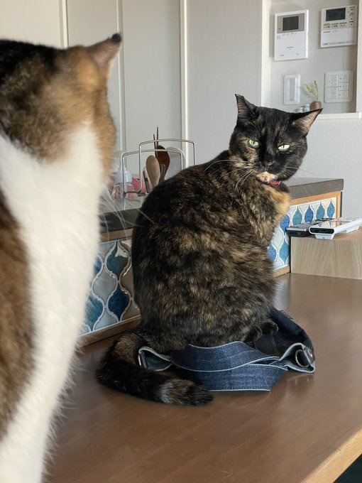 サビ猫のシャナちゃんとのデニムバックをめぐる闘い