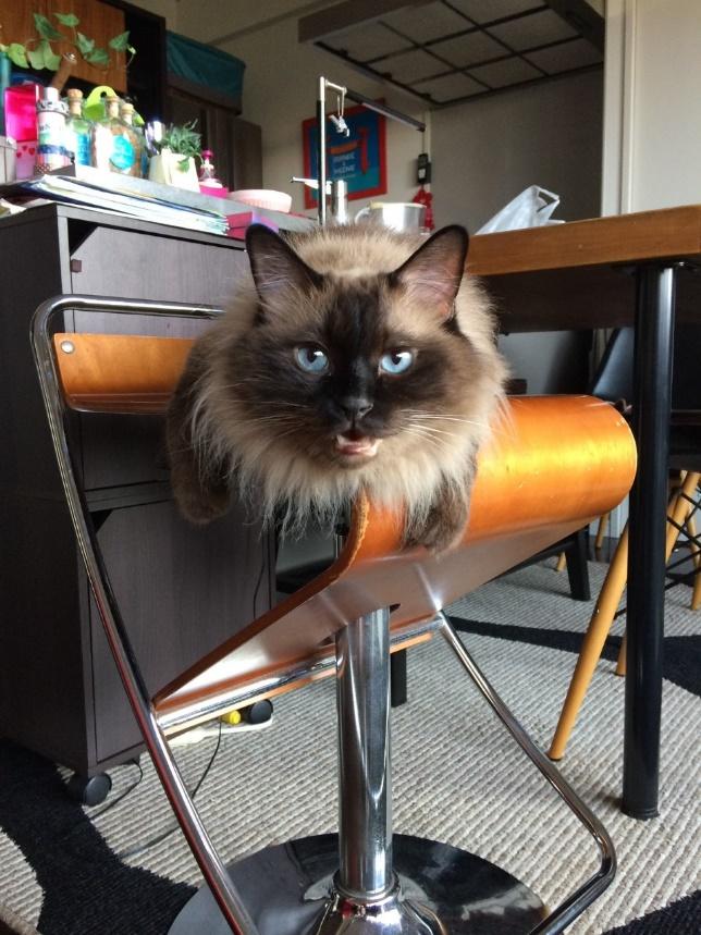 ブルーの瞳が綺麗なボスくん