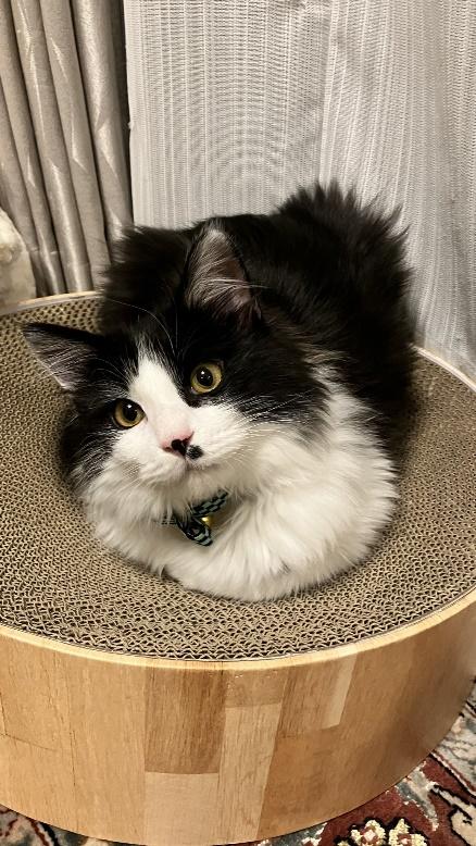 ハチワレ猫のルウくん