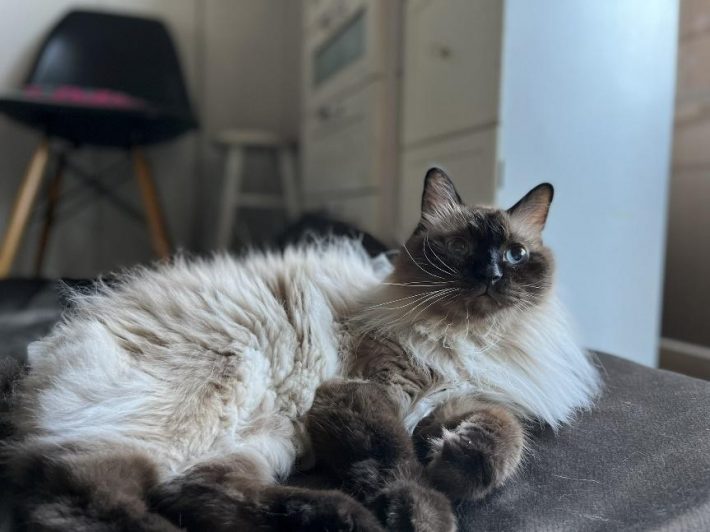 ラグドールのボスくん