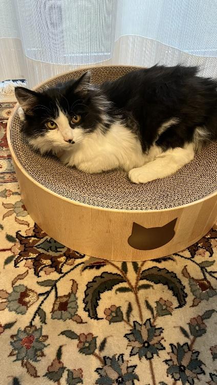 新しい爪とぎをプレゼントした時