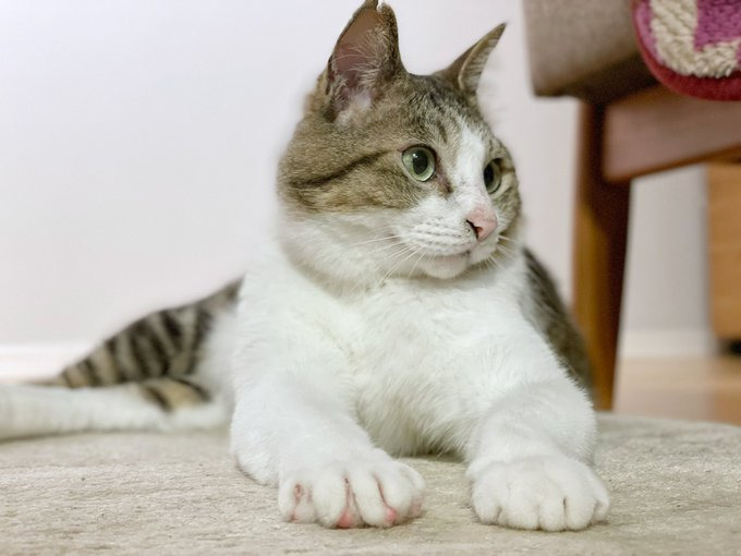 凛々しい、むさしまるくん