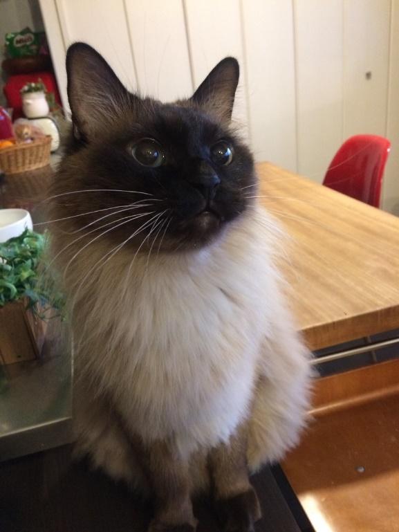 おうちにやってきた頃