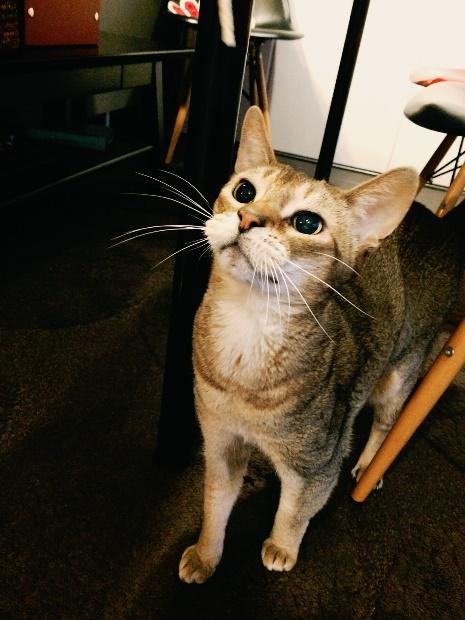 先住猫のアビシニアン