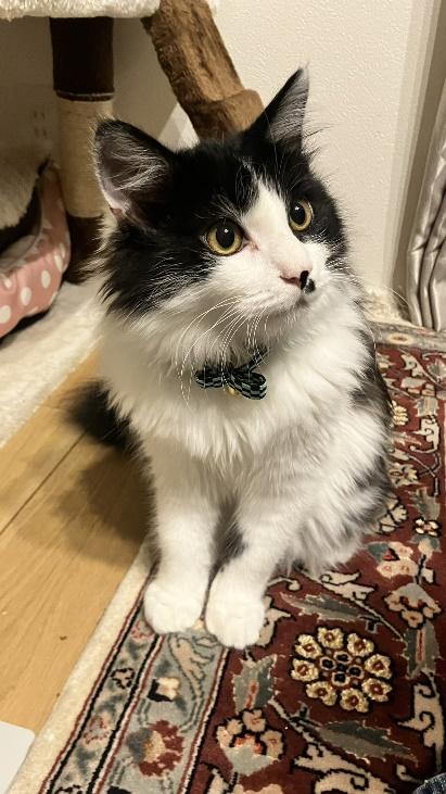 個性的な鳴き声が可愛い