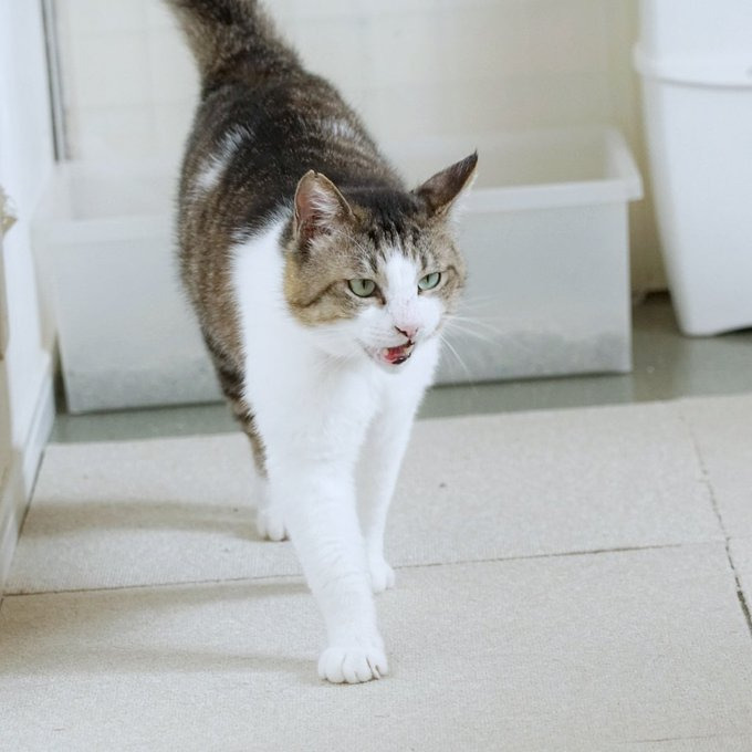 保護猫カフェにいた頃