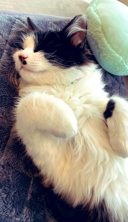 おっとりした性格のルウくん