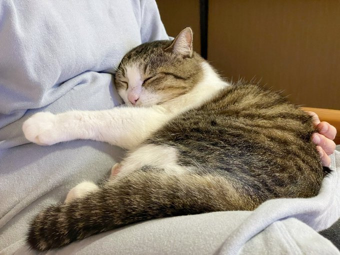 膝の上でぐっすり