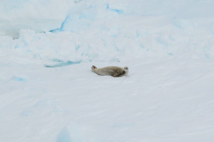 野生のペンギンやアザラシ、オーロラに感動