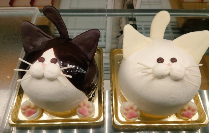 ハチワレこにゃんことしろこにゃんこ