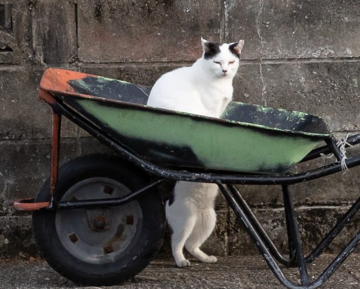 沖 昌之「日常にゃ飯事」より