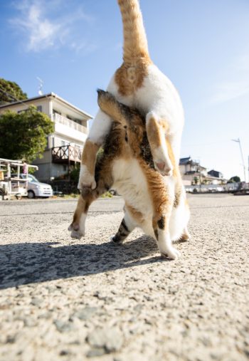 沖 昌之「日常にゃ飯事」より