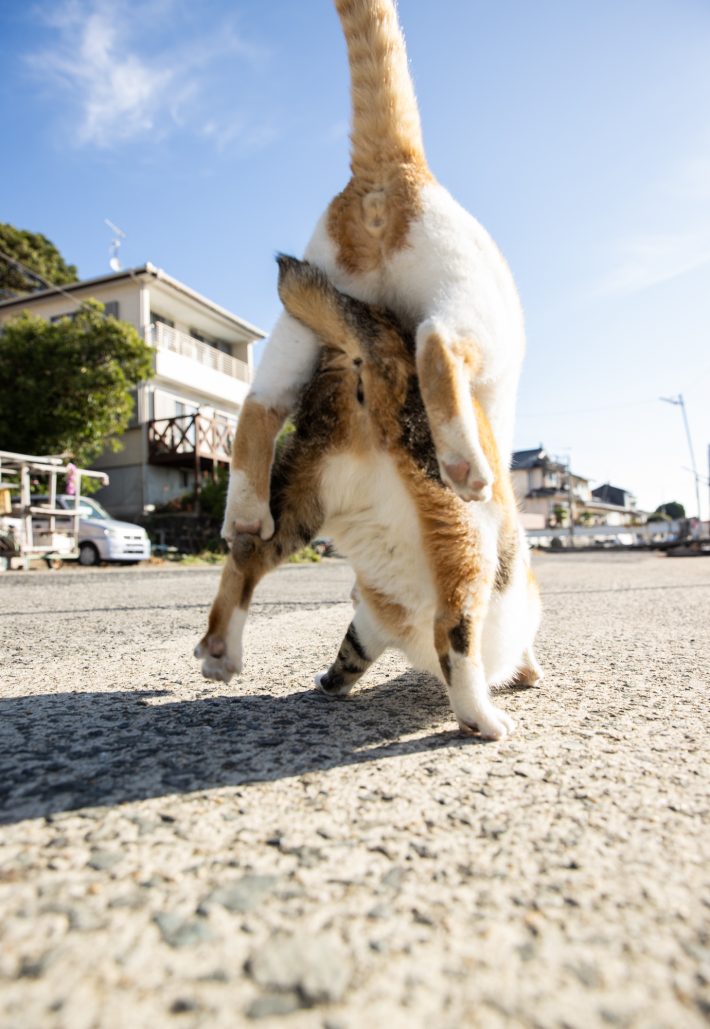 沖 昌之「日常にゃ飯事」より