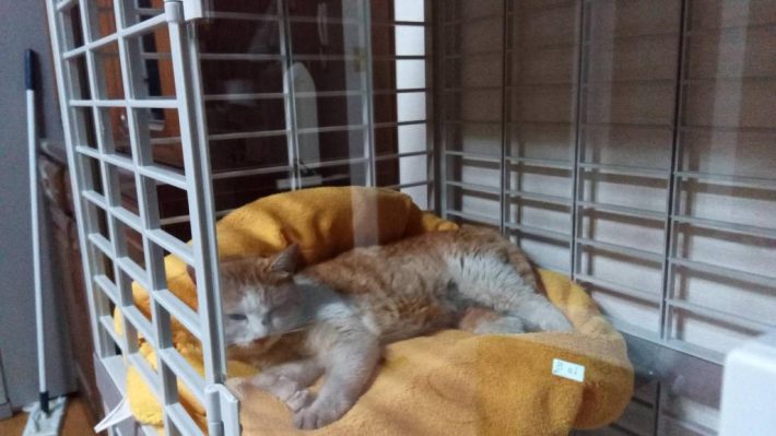 保護当時はボロボロの状態