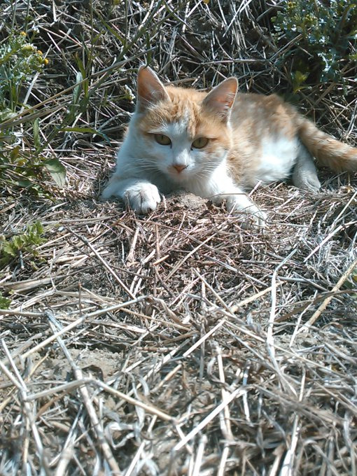 出会った頃のちびちゃん