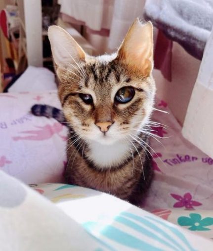 人語もマスターしているあんずちゃん