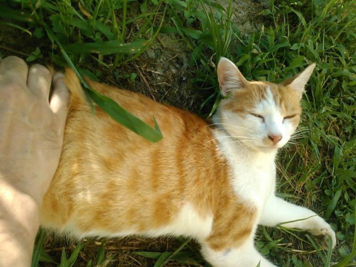 撫でさせてくれるようになった