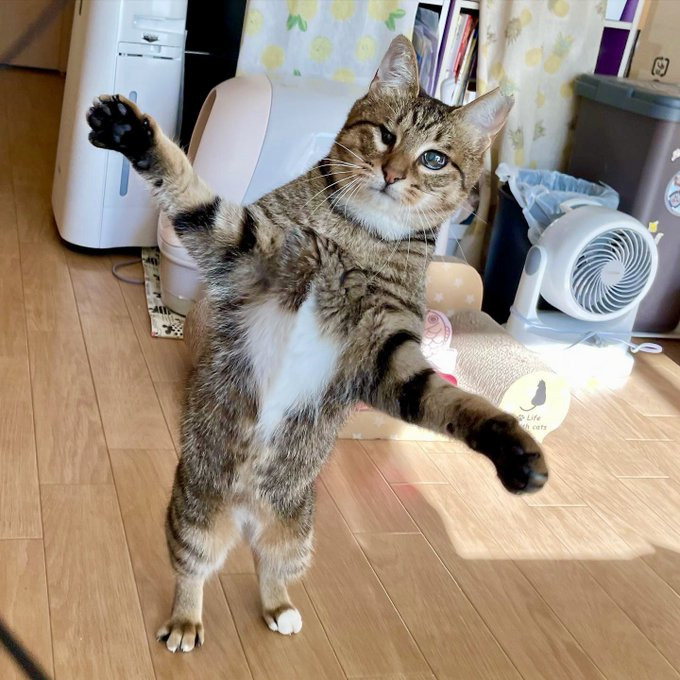 かわいすぎる二足立ち姿