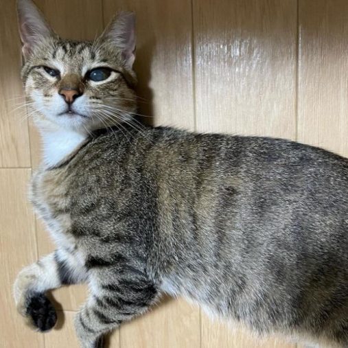 うっとりこちらを見つめる