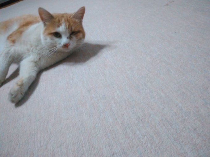 保護された頃のちびちゃん