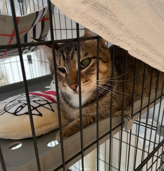 ケージの中にいるあんずちゃん