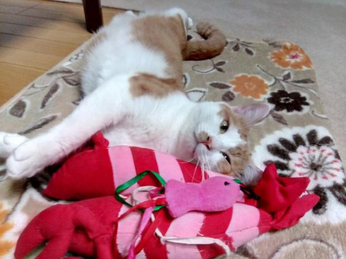 おもちゃとくつろぐ様子