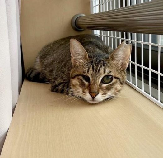 怖い時はカーテンの後ろに