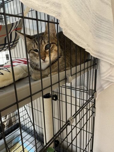 お迎え当初は一度だけ威嚇