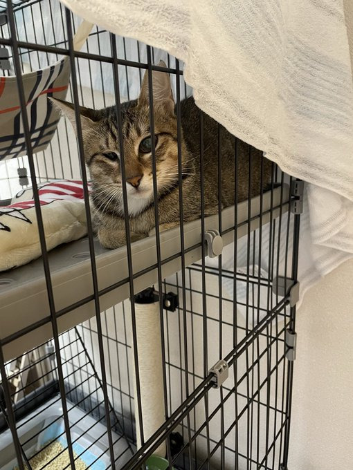 お迎え当初は一度だけ威嚇