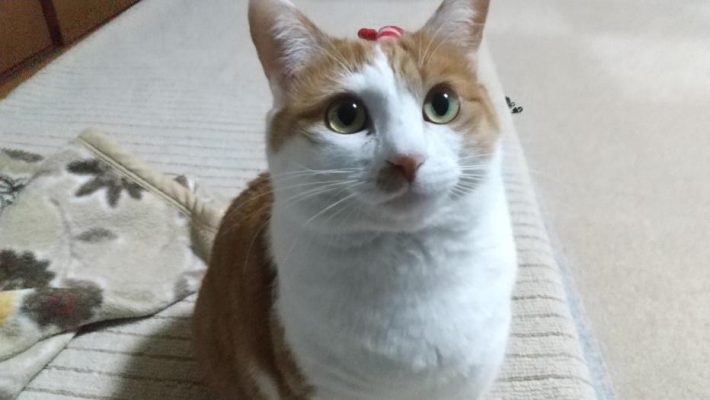 両親をメロメロにしたちびちゃん